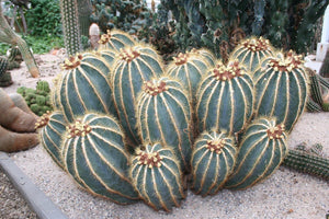 Balloon Cactus, Magnificus, Parodia magnifica