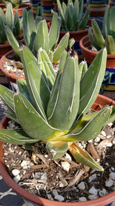 King Ferdinand Agave, King Of The Agave, Nickelsiae