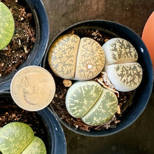 Load image into Gallery viewer, Lithops LIVE PLANT
