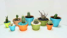 Load image into Gallery viewer, Hand Painted Terra Cotta planter pots, Succulents, Cactus, Gardening, various sizes, Terra cotta, Planter pots, gardening
