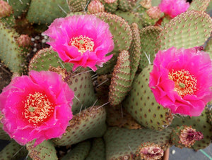 Cactus care, bloom producing nutrients, gardening, cactus, succulents