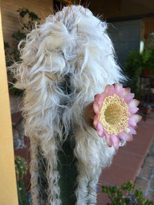 Old Man Of The Andes Cactus, Oreocereus celsianus, Espostoa Melanostele,  Live cactus, succulent