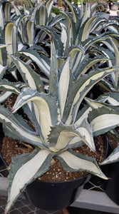 White Stripe Agave RARE, Agave Americana mediopicta 'Alba'. Agave, cactus, succulent, live plant