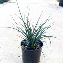 Load image into Gallery viewer, Red Yucca, Hesperaloe Paviflora, Yucca
