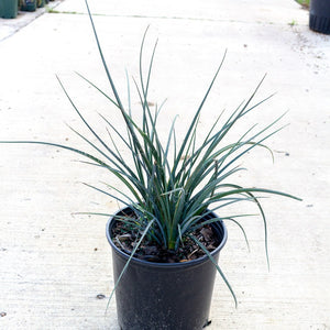 Red Yucca, Hesperaloe Paviflora, Yucca