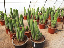 Load image into Gallery viewer, Polaskia Chichipe, Cactus, Succulent, Live plant
