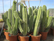 Load image into Gallery viewer, Polaskia Chichipe, Cactus, Succulent, Live plant
