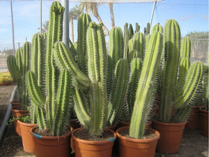 Polaskia Chichipe, Cactus, Succulent, Live plant