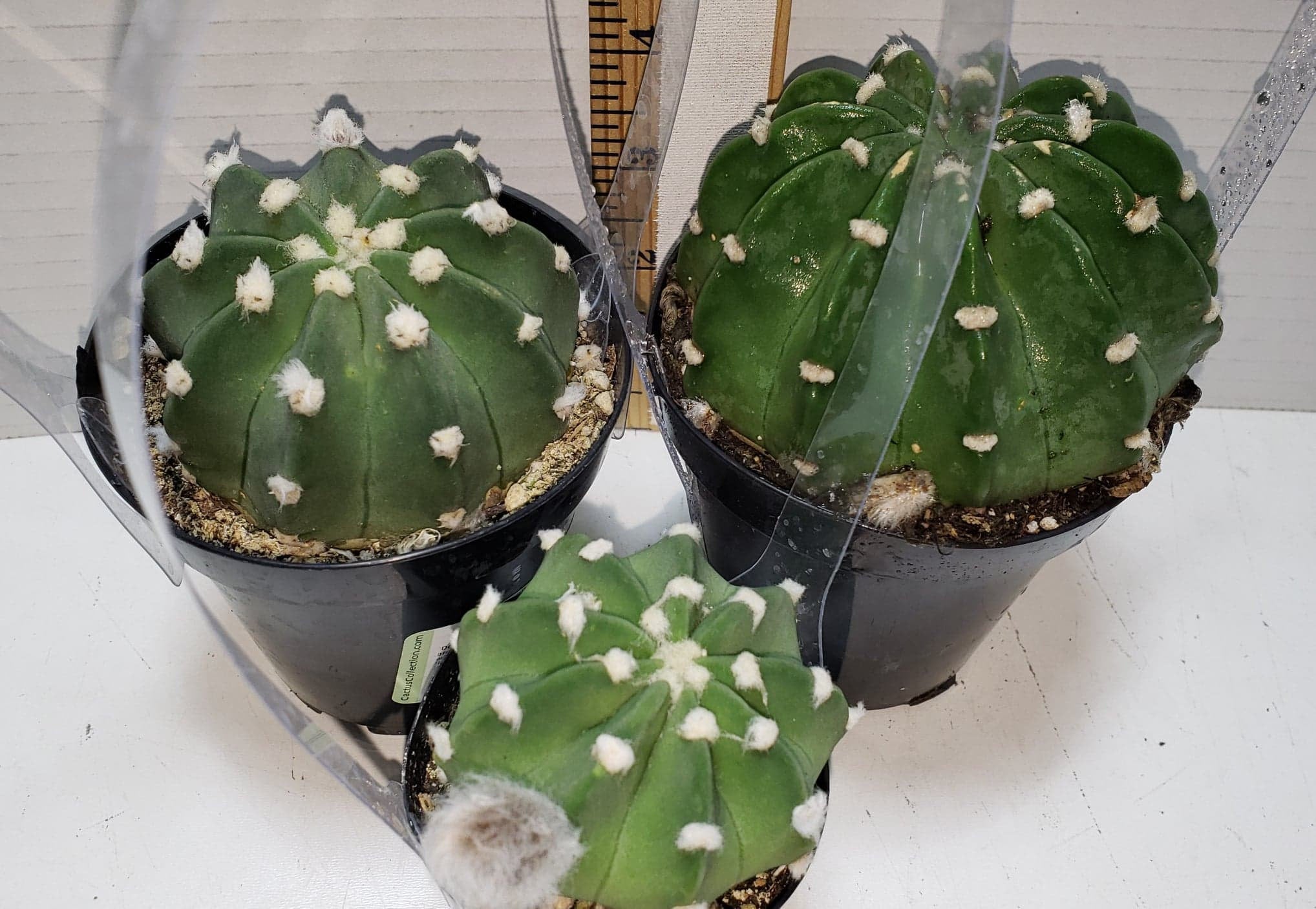 domino succulent Domino Cactus, Echinopsis subdenudata, Easter Lilly, Succulent