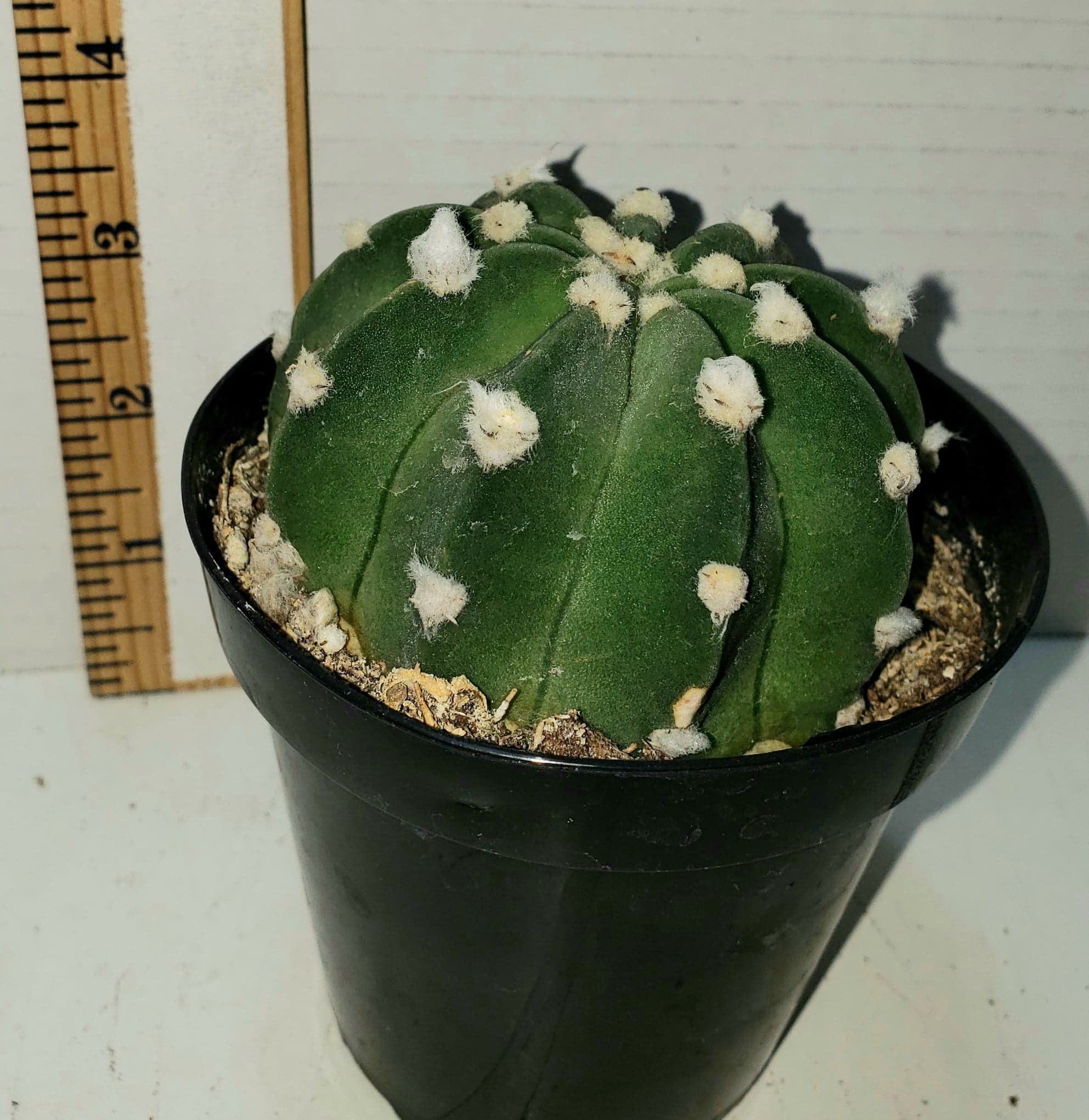 domino succulent Domino Cactus, Echinopsis subdenudata, Easter Lilly, Succulent