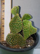 Load image into Gallery viewer, Crazy Bunny Ears, Opuntia Microdasys Monstrose, Cactus, Succulent
