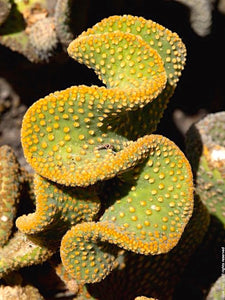 Crazy Bunny Ears, Opuntia Microdasys Monstrose, Cactus, Succulent