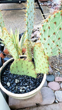 Load image into Gallery viewer, Larger Top Dressing Rock,  Black/ White/ Natural, cactus, succulent, garden
