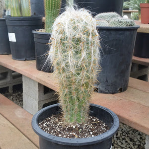 Old Man Of The Andes Cactus, Oreocereus celsianus, Espostoa Melanostele,  Live cactus, succulent