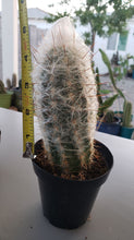 Load image into Gallery viewer, Old Man Of The Andes Cactus, Oreocereus celsianus, Espostoa Melanostele,  Live cactus, succulent
