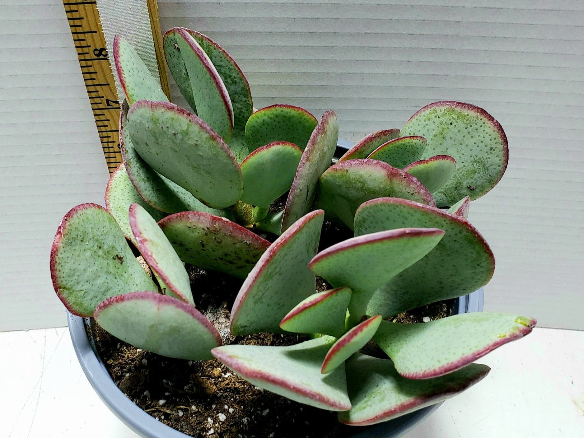 jade live plant Silver Dollar Jade, Crassula arborescens, Live Succulent, Live Plant