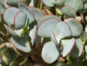 silver dollar jade plant for sale Silver Dollar Jade, Crassula arborescens, Live Succulent, Live Plant – Desert Noir