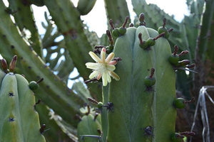 Blue Myrtle Cactus, Blue Candle Cactus,  Myrtillocactus geometrizans, bilberry cactus, whortleberry cactus