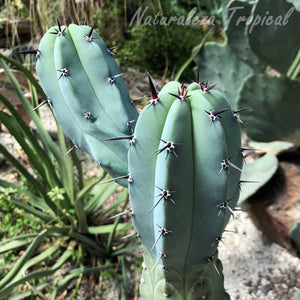 Blue Myrtle Cactus, Blue Candle Cactus,  Myrtillocactus geometrizans, bilberry cactus, whortleberry cactus