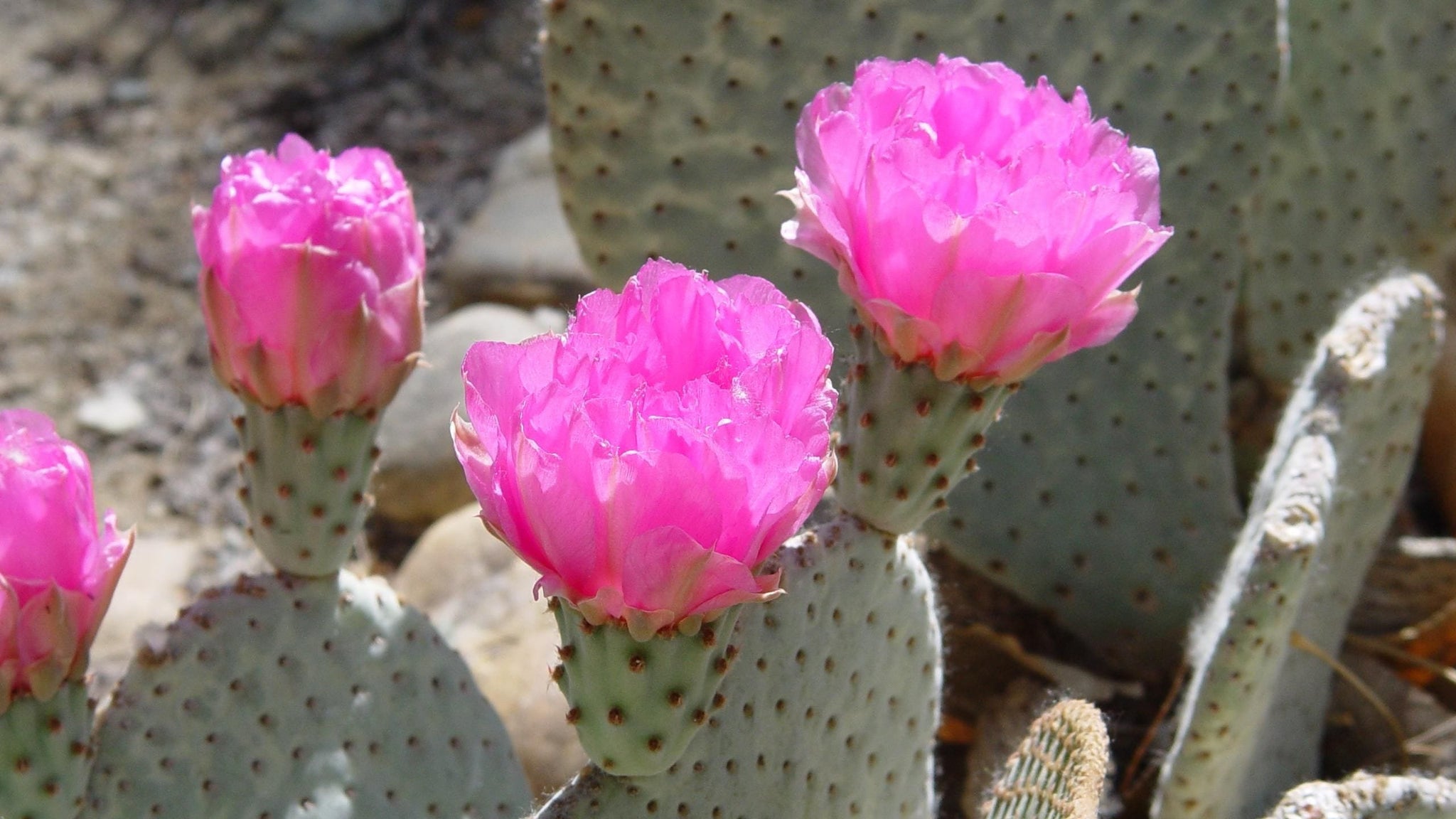 beavertail prickly pear cactus Beavertail cactus, Beavertail prickly pear, Opuntia basilaris – Desert Noir