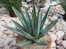 Load image into Gallery viewer, King Ferdinand Agave, King Of The Agave, Nickelsiae
