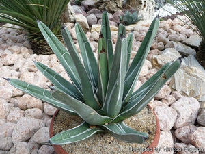 King Ferdinand Agave, King Of The Agave, Nickelsiae