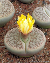 Load image into Gallery viewer, Lithops LIVE PLANT
