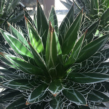 Load image into Gallery viewer, Black Widow Agave, Agave Schidigera
