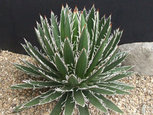 Load image into Gallery viewer, Black Widow Agave, Agave Schidigera

