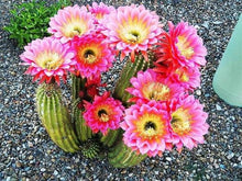 Load image into Gallery viewer, Cactus care, bloom producing nutrients, gardening, cactus, succulents
