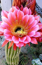 Load image into Gallery viewer, Cactus care, bloom producing nutrients, gardening, cactus, succulents
