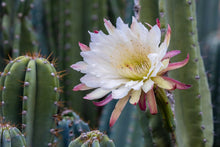 Load image into Gallery viewer, Cactus care, bloom producing nutrients, gardening, cactus, succulents
