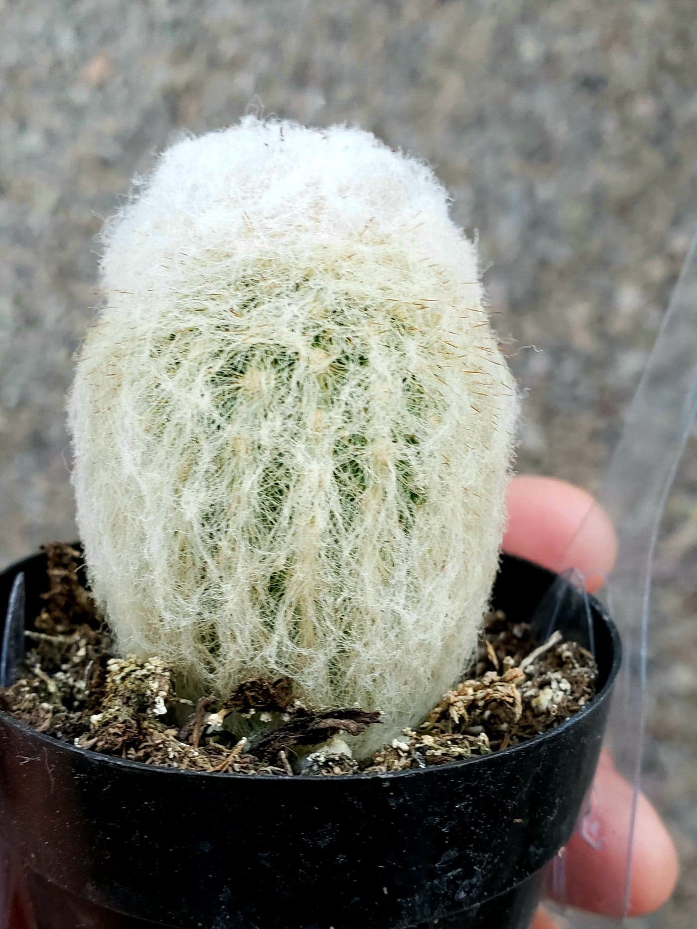 old man succulent Old Man Of The Andes Cactus, Oreocereus celsianus, Espostoa Melanostel – Desert Noir