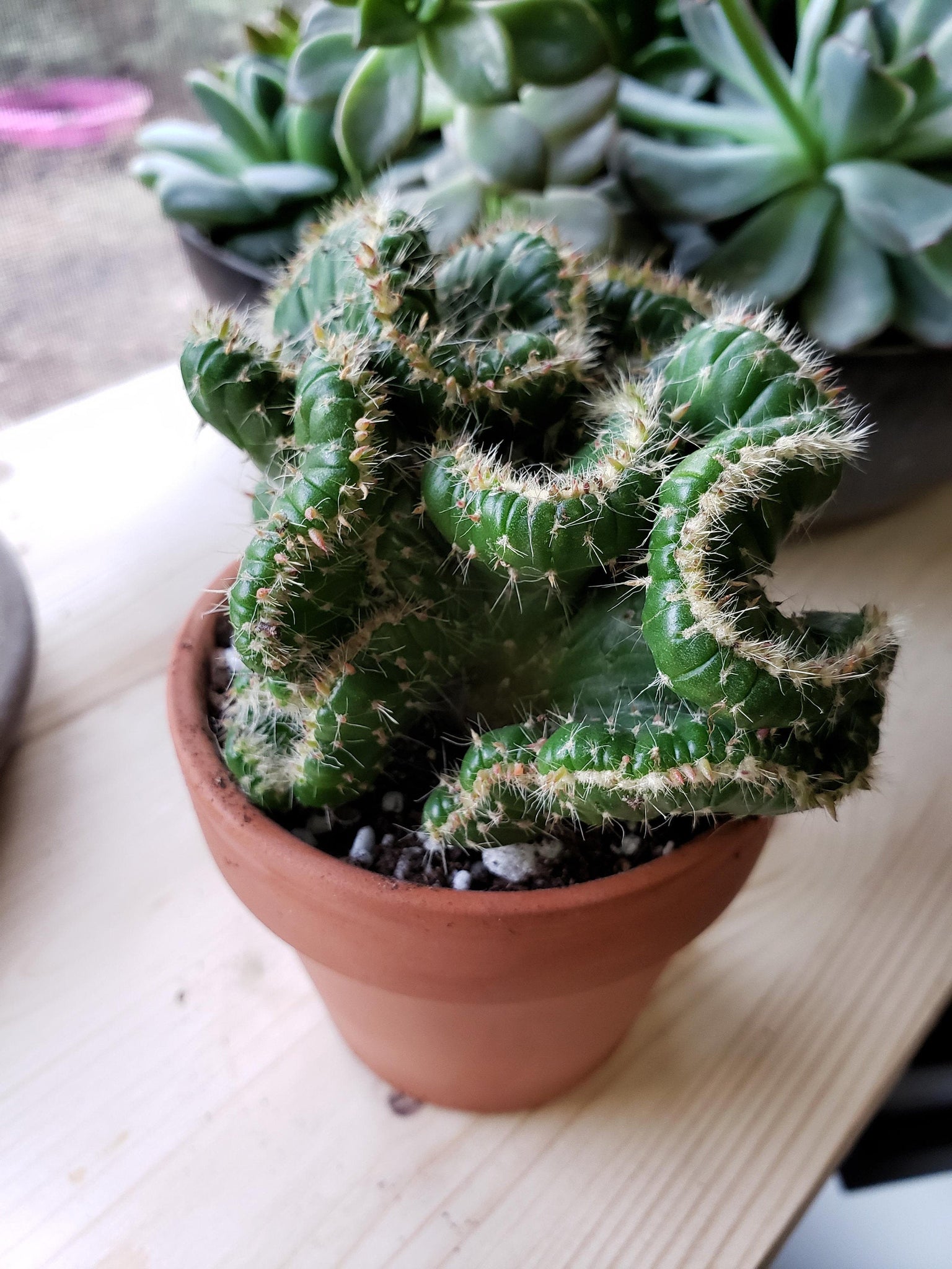 cristata succulent Emerald Idol, Opuntia Cylindrica Cristata, Succulent, Crested Cactus, – Desert Noir