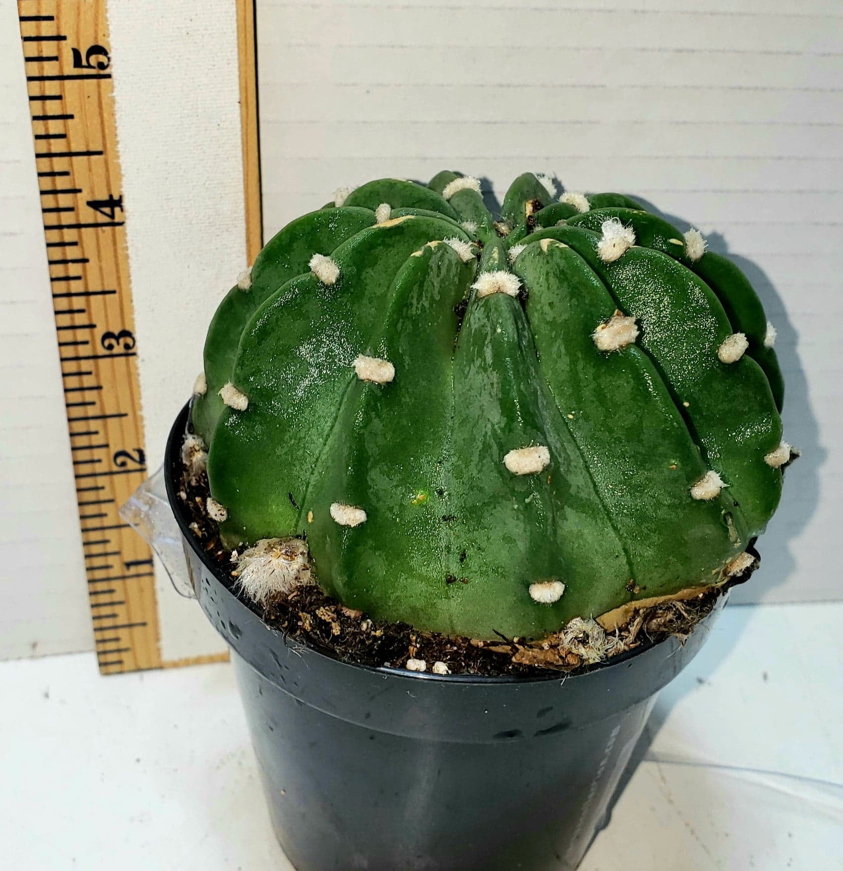 domino succulent Domino Cactus, Echinopsis subdenudata, Easter Lilly, Succulent – Desert Noir