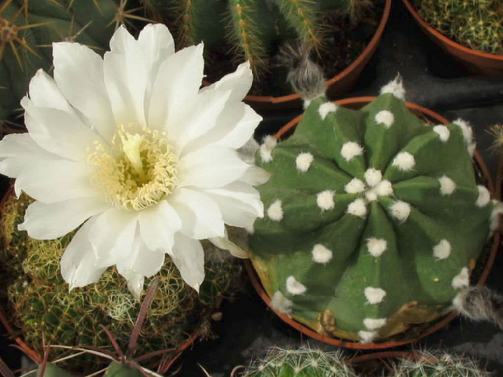 domino succulent Domino Cactus, Echinopsis subdenudata, Easter Lilly, Succulent