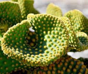 Crazy Bunny Ears, Opuntia Microdasys Monstrose, Cactus, Succulent