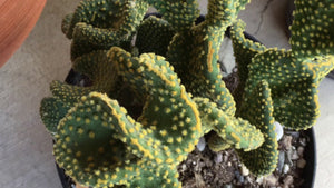 Crazy Bunny Ears, Opuntia Microdasys Monstrose, Cactus, Succulent