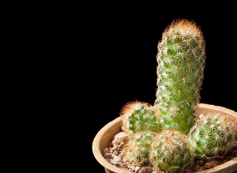 Copper King Cactus, Mammillaria elongata, the gold lace cactus , ladyf –  Desert Noir