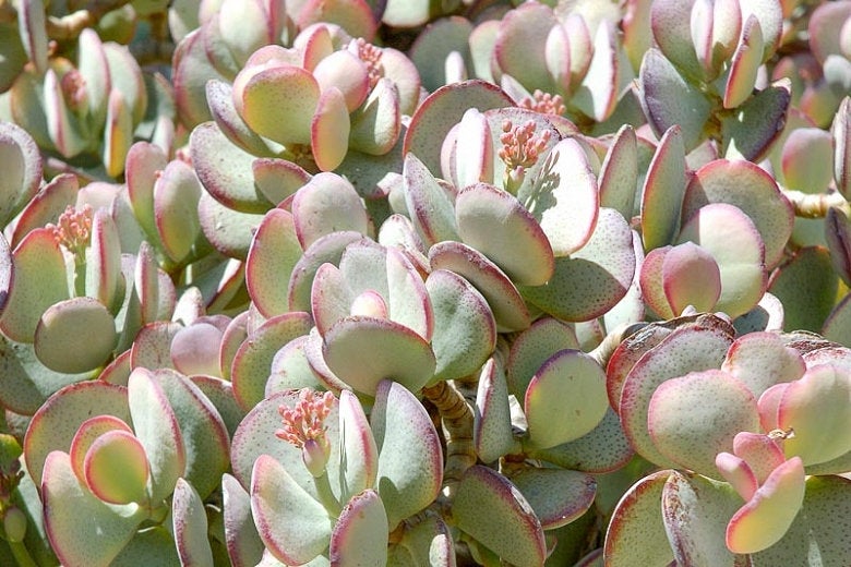 dollar plant succulent Silver Dollar Jade, Crassula arborescens, Live Succulent, Live Plant – Desert Noir