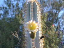 Load image into Gallery viewer, Blue Torch Cactus, Pilosocereus Azureus, Brazilian Blue Cactus, Live Plant, Cactus, Succulent
