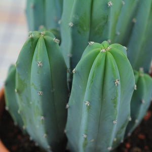 Blue Myrtle Cactus, Blue Candle Cactus,  Myrtillocactus geometrizans, bilberry cactus, whortleberry cactus