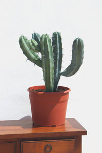 Blue Myrtle Cactus, Blue Candle Cactus,  Myrtillocactus geometrizans, bilberry cactus, whortleberry cactus