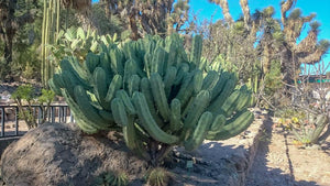 Blue Myrtle Cactus, Blue Candle Cactus,  Myrtillocactus geometrizans, bilberry cactus, whortleberry cactus