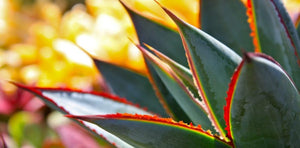 Blue Glow Agave, A. attenuata x A. ocahui, live plant