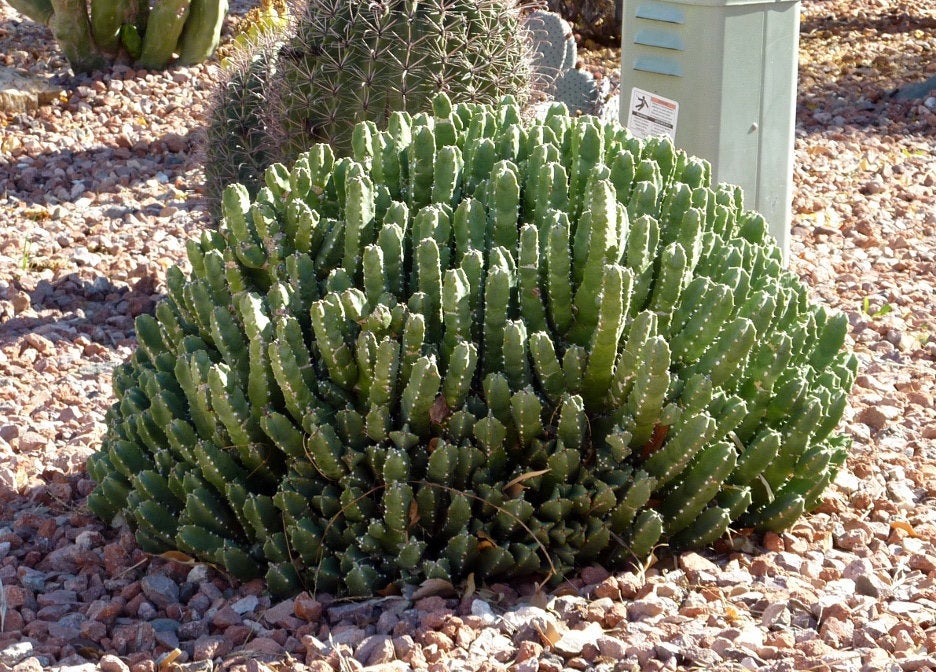 spurge cactus Resin Spurge, Euphorbia Resinifera, cactus, succulent