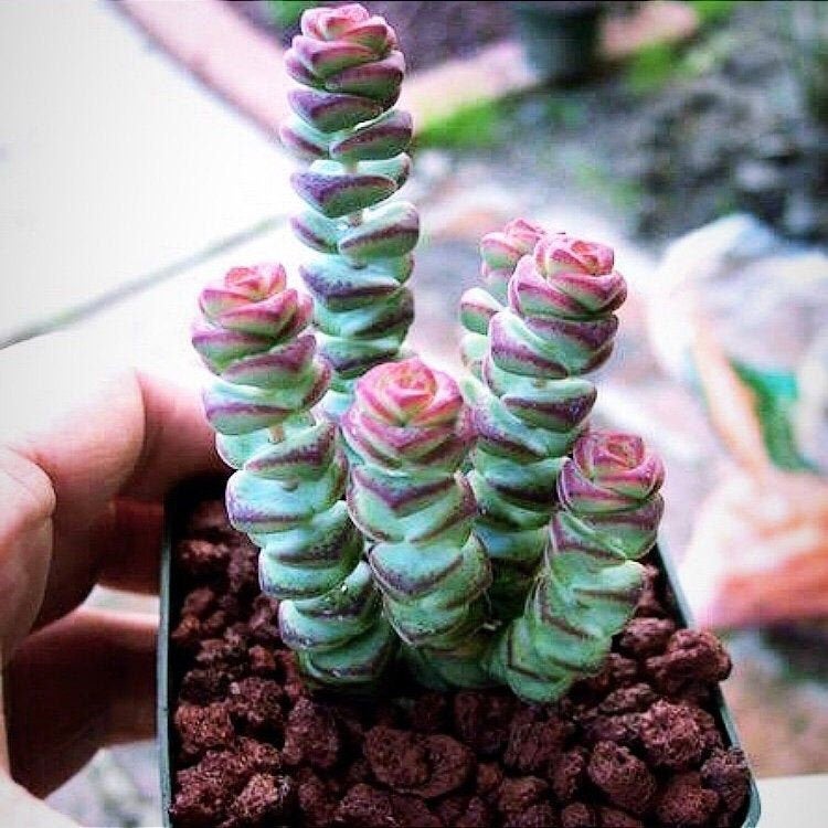 PROPAGATING CRASSULA 'BABY'S NECKLACE' || SUCCULENT CARE TIPS || - YouTube