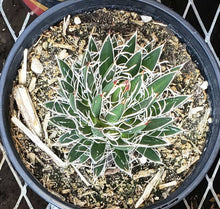 Load image into Gallery viewer, Black Widow Agave, Agave Schidigera
