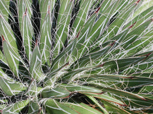 Load image into Gallery viewer, Black Widow Agave, Agave Schidigera
