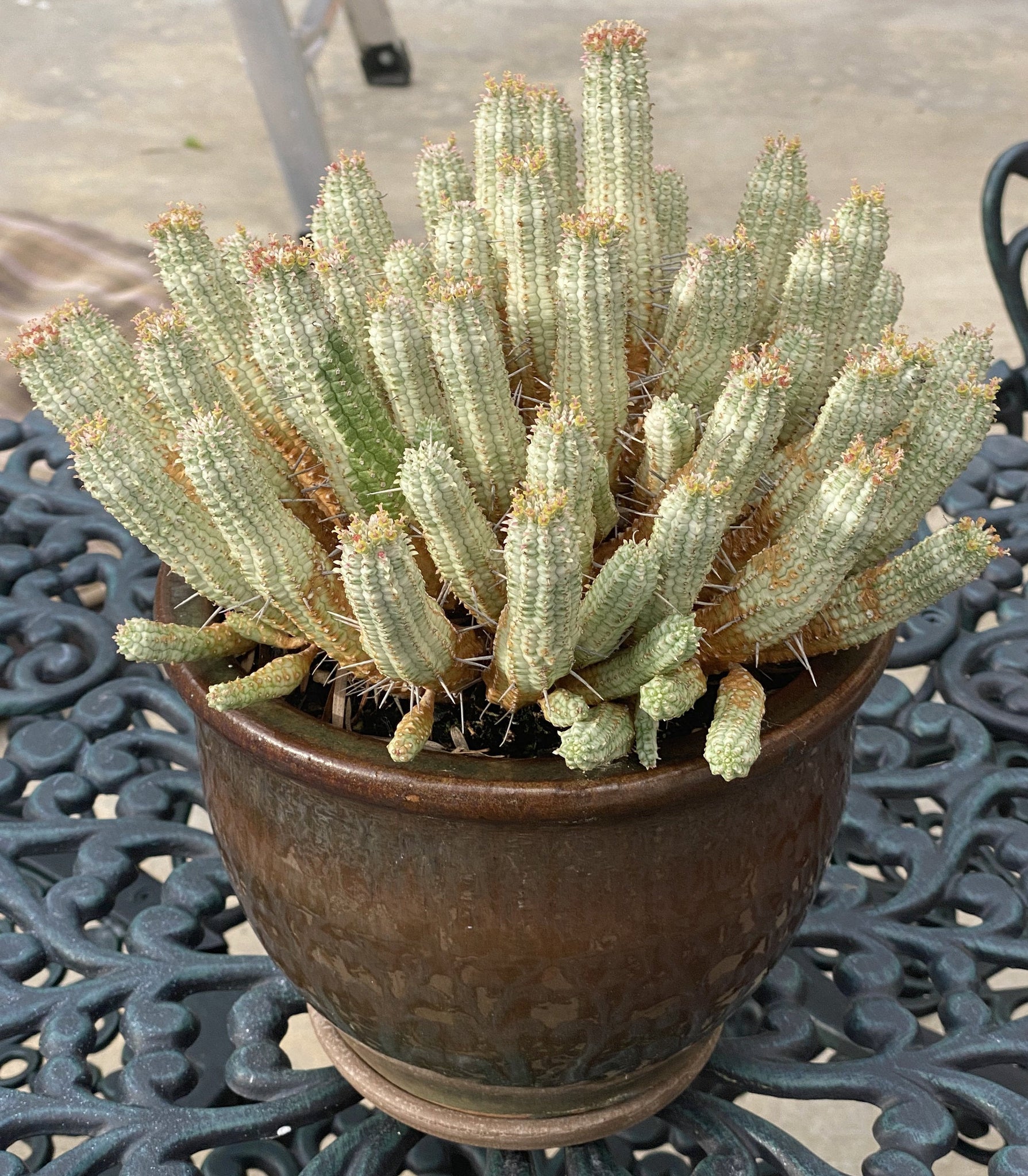 succulent corn Euphorbia mammillaris variegata, Indian Corn Cob Catus, cactus, succul – Desert Noir